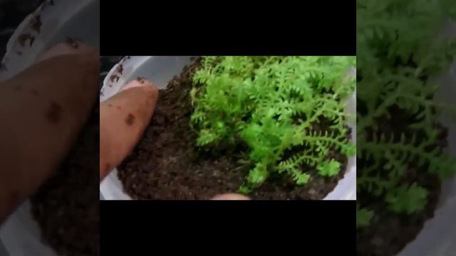 Soil for moss (Golden Club Moss, Selaginella kraussiana auera, Gold spike moss) смотреть онлайн