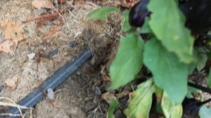 Мульча свежей травы и рост баклажан