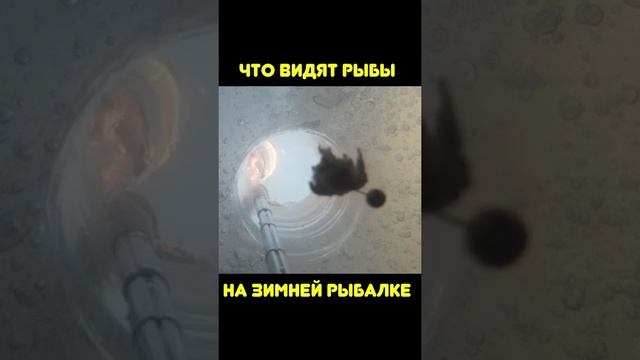 Что видят рыбы на зимней рыбалке. Взгляд из лунки. Зимняя рыбалка