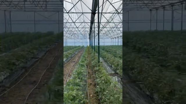 Обрываем листья #кубанамаркет #фабрика #производство #organicfarming #томатныйсок #farming #tomato