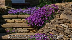 Обриета – украшение любого сада (23 фото)