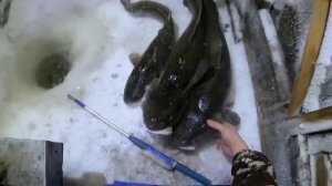 БАЛОК НА ТРОПЕ. Бонус на удочку. РЫБАЛКА НА СТУК. #туруханск #налим #2023