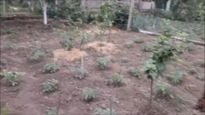 Что делать если краснеют листья  яблони