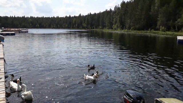 Гуси и утки на Чёрном озере смотреть онлайн