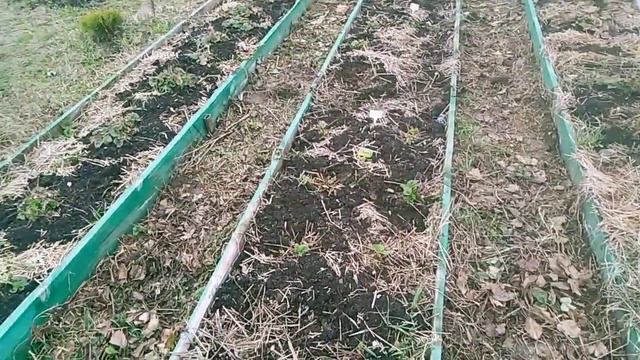 Обрезка, первая профилактика клубники весной // Ягодная Империя Анастасии смотреть онлайн