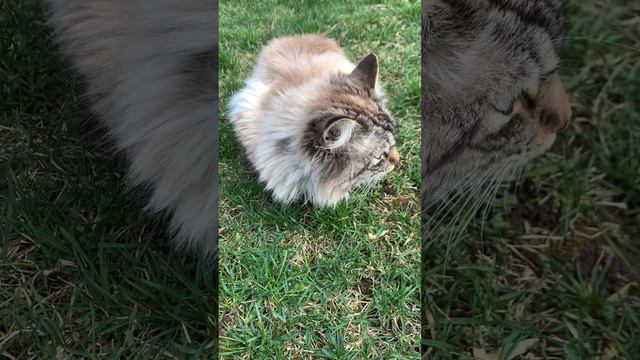 ХОРОШИЙ КОТИК/  НУ НЕПОВЕРИТЕ КАЖДЫЙ ДЕНЬ ПРИНОСИТ МЫШЕЙ, НУ ПРОСТО КАК ОБЫЧАЙ🐈