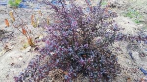 Пузыреплодник Литл Джокер.PHYSOCARPUS LITTLE JOKER