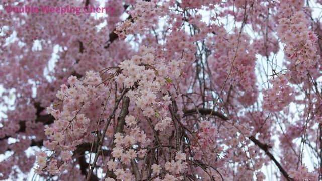 Beautiful Double Weeping Cherry/Plena Rosea/Yae-Beni-Shidare/八重紅枝垂桜/しだれ桜