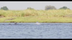 Обычный день в жизни слонов.