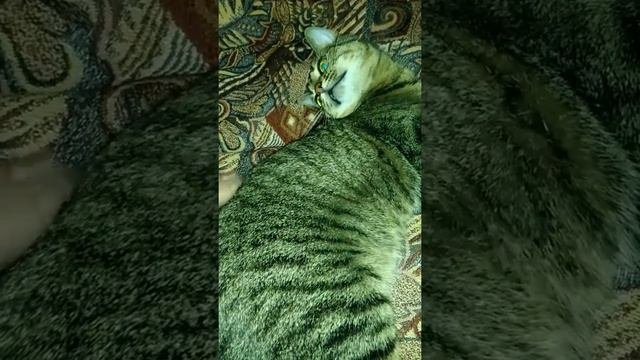 Кошка пришелец попробовала на вкус носок и вот ,что случилось.