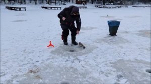 Поимки форели на активные и пассивные снасти. Основные водоёмы. Клёвое место Лосиный остров.