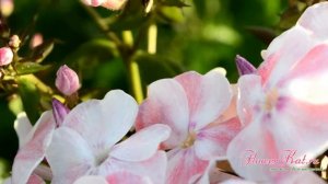 Флокс Алиса Фрейндлих