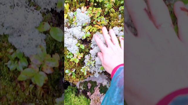 Красота Тайги🍂🌲#часть5 #словобога #сибирскаятайга #каменнаярека #природа #творение #вселенная #гри