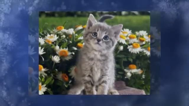 Животные Мир животных смотреть онлайн