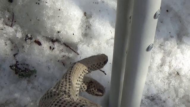 Удлинитель топора или как достать чагу с высоты. смотреть онлайн