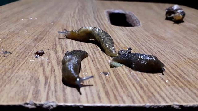 Як живе слимак?? цікаво про слимака ? де знайти слимака? де живе слимак? Чи бачать слимаки?