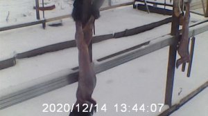 Разделка кролика быстро