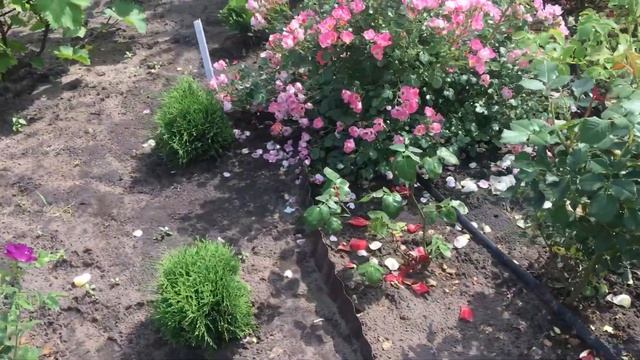 Почвопокровные розы Meilland 24.06.20 смотреть онлайн