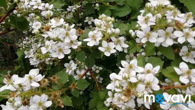 САДОВЫЕ РАСТЕНИЯ Обзор./Дачные зарисовки./Шиповник Аиша, спирея-невеста, ежевика-радость для пчёл)