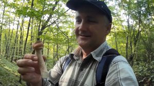 Сезон опят в Пшаде - грибникам радость