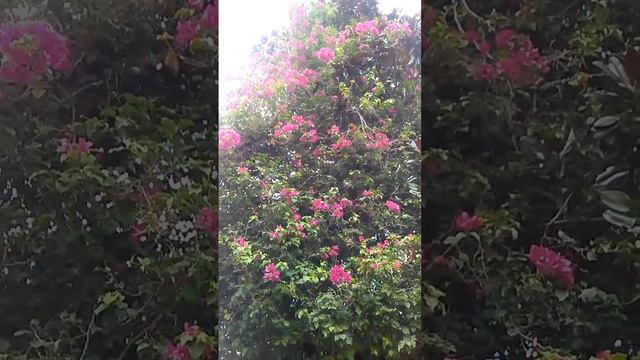 Hot Pink Bougainvillea Tree