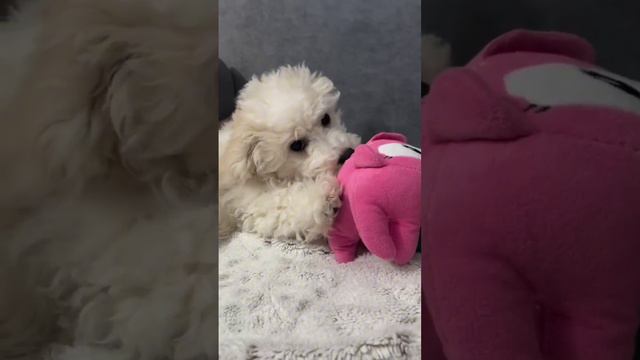 Бонни играет с мягкой игрушкой