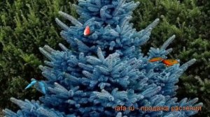 Ель колючая Блю Даймонд (picea) ? колючая ель Блю Даймонд обзор: как сажать, саженцы ели Блю Даймон