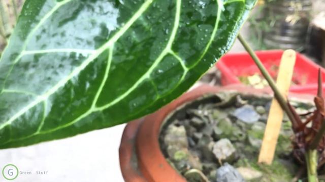 Anthurium Magnificium - Update video on growth & Anthurium Flowering (Rare Plant)🌼GardenArcX | EP-4 смотреть онлайн