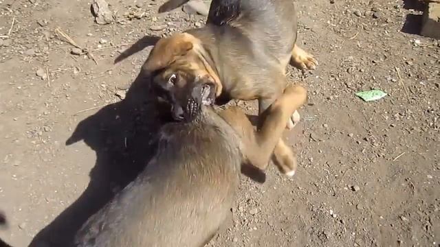 чистокровные щенки аланской породы смотреть онлайн