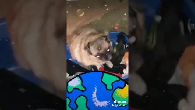 Vibing pug goes around the world