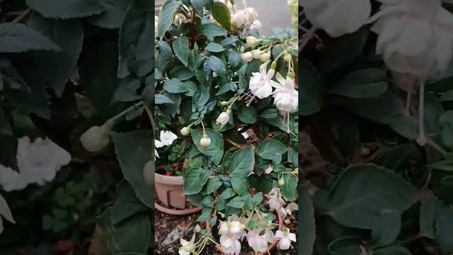 Fuchsie la Neige, Fuchsie, Fuchsia, фуксия ла найге и Анабель смотреть онлайн