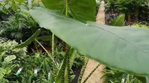 XL Alocasia Zebrina 90cm | Live from the Nursery Series