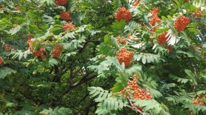 Рябина красная /Алые гроздья рябины... /Зарисовки природы/ (4К)