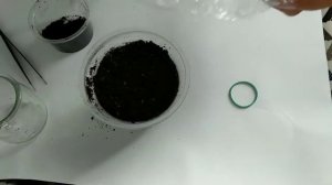 Гиппеаструм из семян. Супер результат  #hippeastrum #amaryllis #гиппеаструмразмножениесеменами