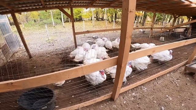 ЭТО ЕЩЕ НЕ КОНЕЦ ! 300 БАНОК ТУШЕНКИ ГОТОВО ! [Жизнь в деревне] смотреть онлайн