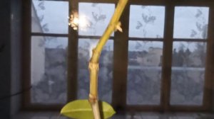 Просыпается инжир. Пока домашний