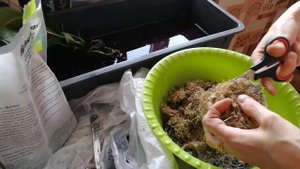 Комнатные цветы. Антуриум - пересадка