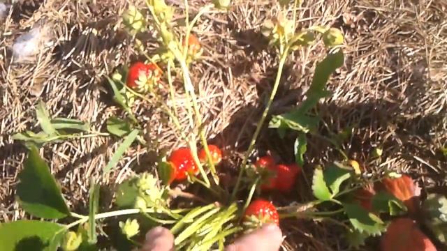 земляника "королева Елизавета".02.06.18.дача48.the strawberry is the "Queen Elizabeth". смотреть онлайн