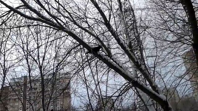 грачи не улетели смотреть онлайн