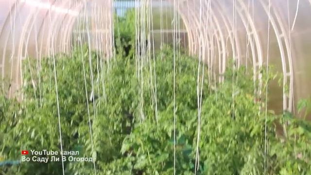 Теперь томаты поливаю только так и собираю урожай ящиками. Когда и сколько поливать томаты в теплиц