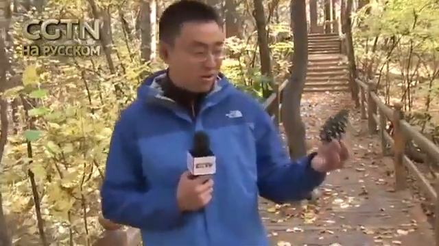 CGTN (Китай)| 03.04.2018: Чистейший воздух кедровых лесов Хэйлунцзяна смотреть онлайн