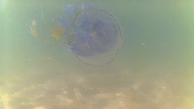 Медузы Черное море  Железный порт