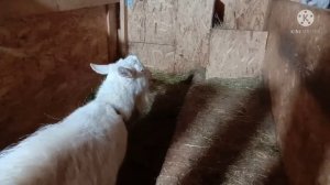 Коза тяжело дышит.ч1.Что прописал врач.