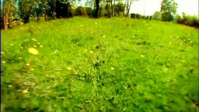 Божья коровка смотреть онлайн