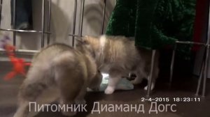 ПОМСКИ, Мини Хаски