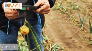 Лук репчатый Спирит F1