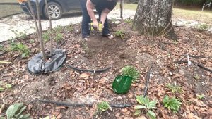Planting Purple Dream Lily Bulbs (Zone 8b) (Purple Dream Lilies)(Lily Bulb Growth in 1st Year!)