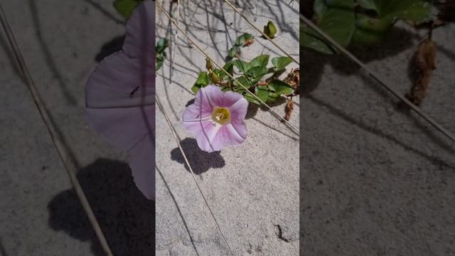 Campanilla de las dunas: Calystegia soldanella