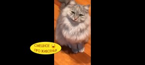 Кот-гитарист! Непослушные коты ???