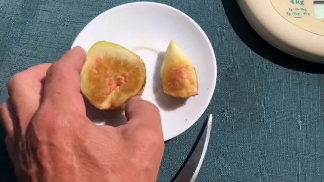 Выращивание инжира в кадках. смотреть онлайн